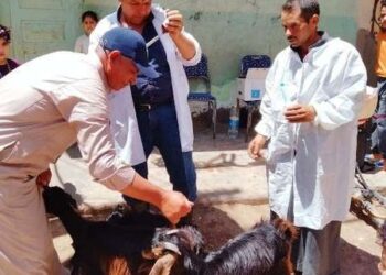 خلال يناير.. بيطري الشرقية يفحص أكثر من 10 آلاف رأس ماشية