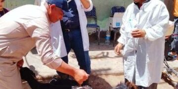 خلال يناير.. بيطري الشرقية يفحص أكثر من 10 آلاف رأس ماشية