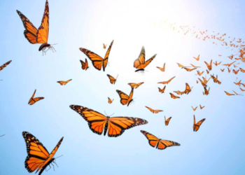 محمية وطنية للفراشات بتكساس تغلق أبوابها بعد تهديدات من أنصار لترامب