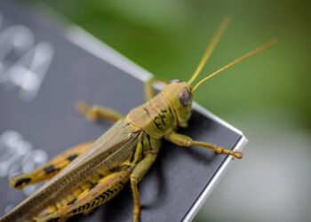 المهندسون ينشئون “حشرات” روبوتية صغيرة يمكنها الانتقال إلى أي مكان