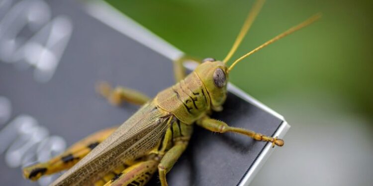 المهندسون ينشئون “حشرات” روبوتية صغيرة يمكنها الانتقال إلى أي مكان