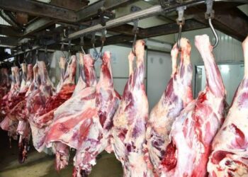 أوقاف الأقصر: توزيع ٢٠٠٠ كيلو لحوم على المستحقين في شهر فبراير