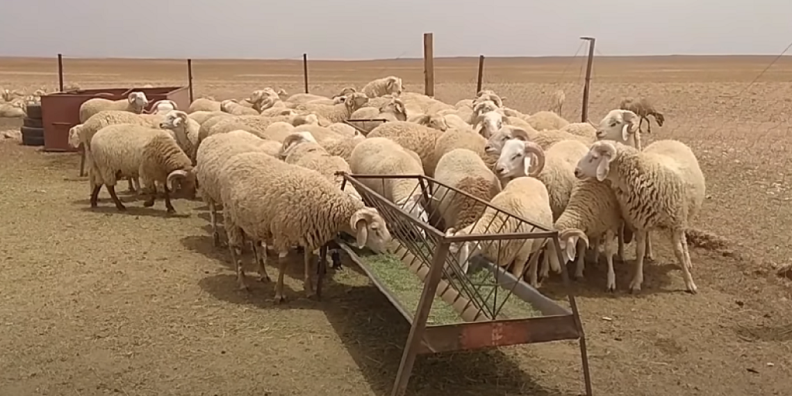 قبل الأضحية.. السودان تتصدر العرب في امتلاك رؤوس الأغنام | إنفوجراف