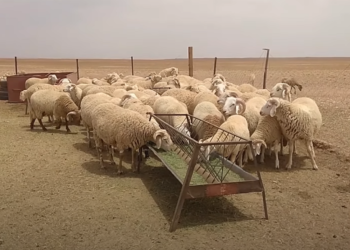 قبل الأضحية.. السودان تتصدر العرب في امتلاك رؤوس الأغنام | إنفوجراف