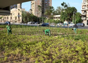 ضمن مبادرة “تخضير القاهرة”.. استهداف زراعة مليون شجرة ونبتة لتعزيز الاستدامة البيئية بالعاصمة