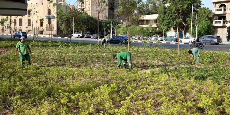 ضمن مبادرة “تخضير القاهرة”.. استهداف زراعة مليون شجرة ونبتة لتعزيز الاستدامة البيئية بالعاصمة
