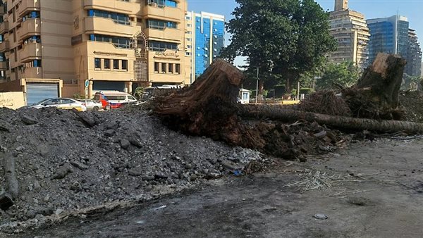 تحذير أكاديمي من قطع الأشجار المعمرة بالدقي والمهندسين.. الخبراء: «الشتلات البديلة تحتاج سنوات وتواجه خطر الجفاف»