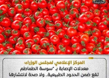 سوسة الطماطم