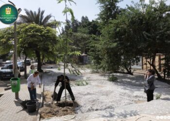 زراعة 220 شجرة بسرايات المعادي لتعزيز المساحات الخضراء بالتعاون مع المواطنين .. صور